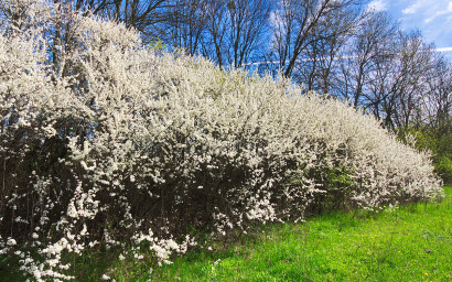 Prunus spinosa